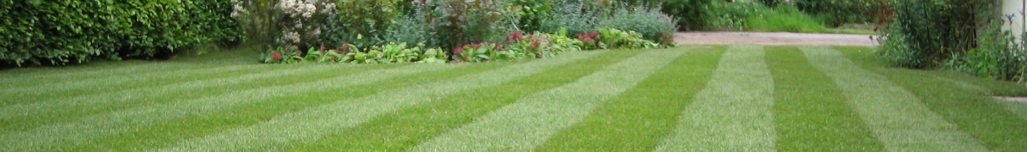 Lawn Turf Lawn Turf