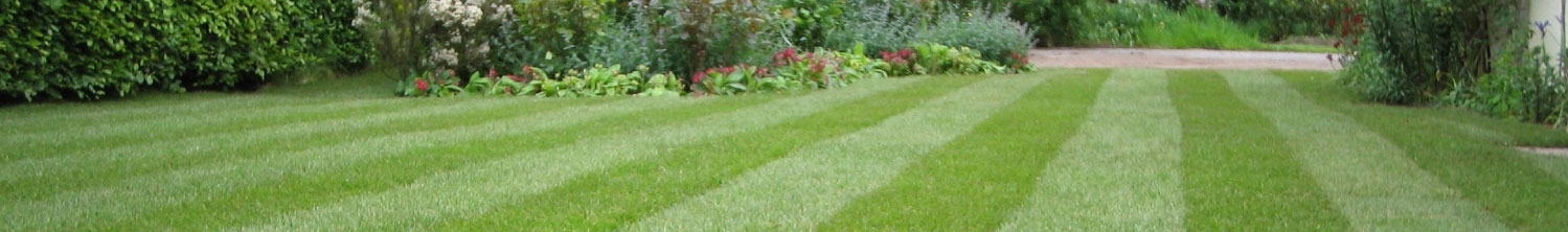 Lawn Turf