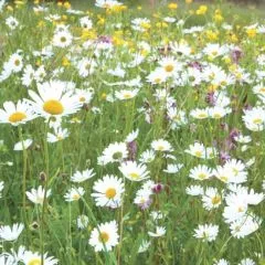 Traditional Meadowmat - Wildflower 