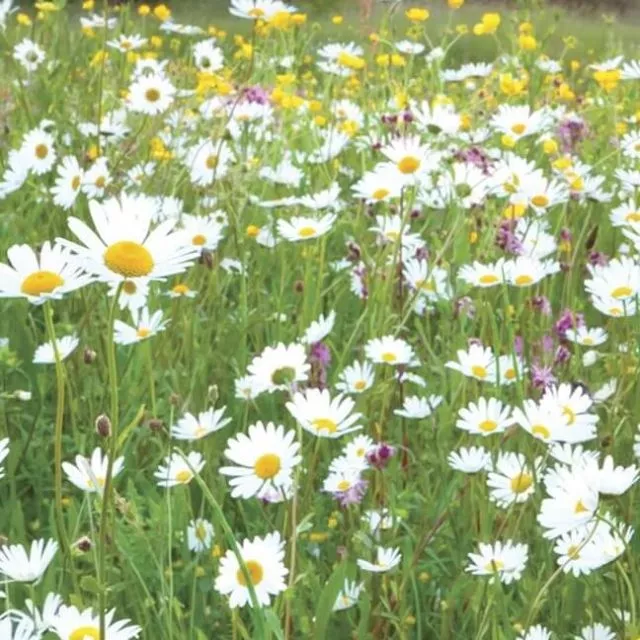Traditional Meadowmat - Wildflower 