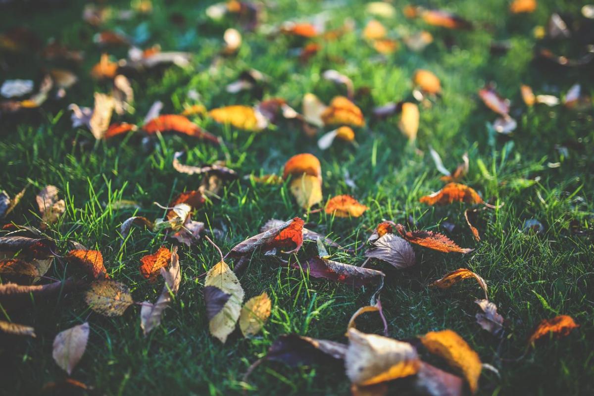 What to Be Aware of for Your Autumn Lawn Care