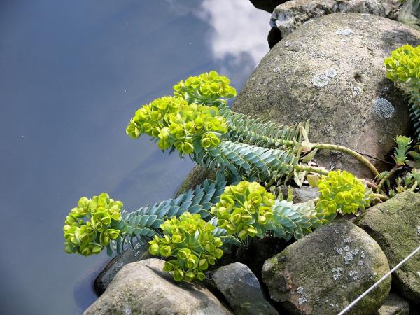 Steps to Help You Spring Clean Your Garden Pond