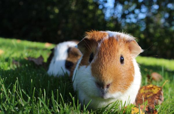 How to Take Care of Your Lawn in March