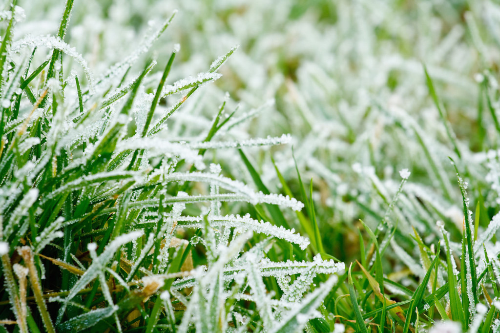 Frosty frozen grass background texture