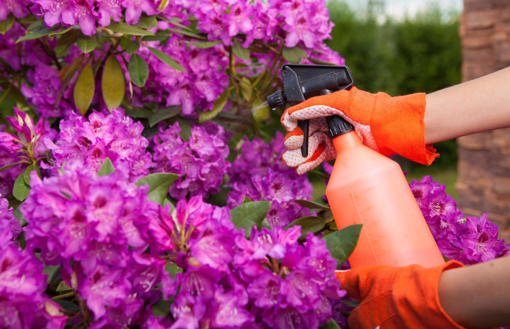Protecting azalea plant from fungal disease or aphid