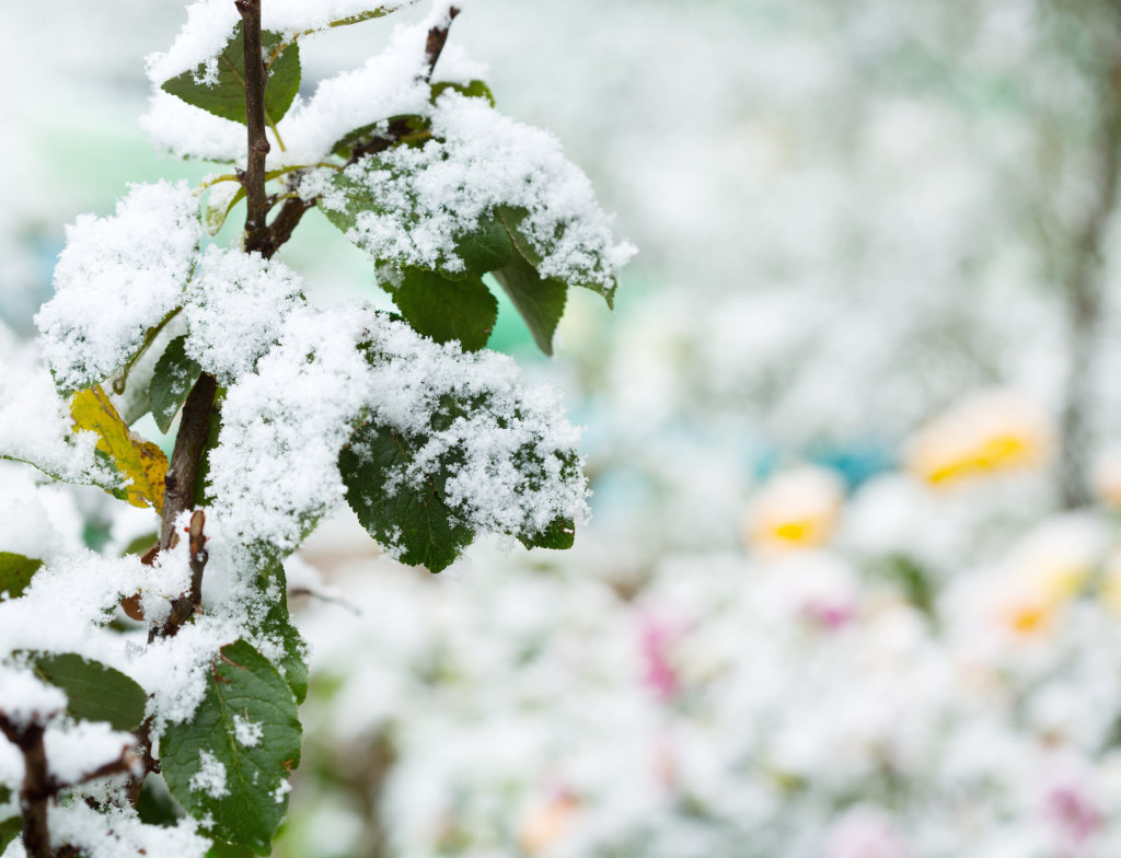 first snow on leaves in the garden