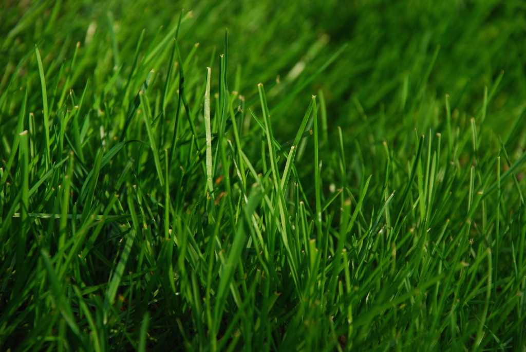 Green_Grass