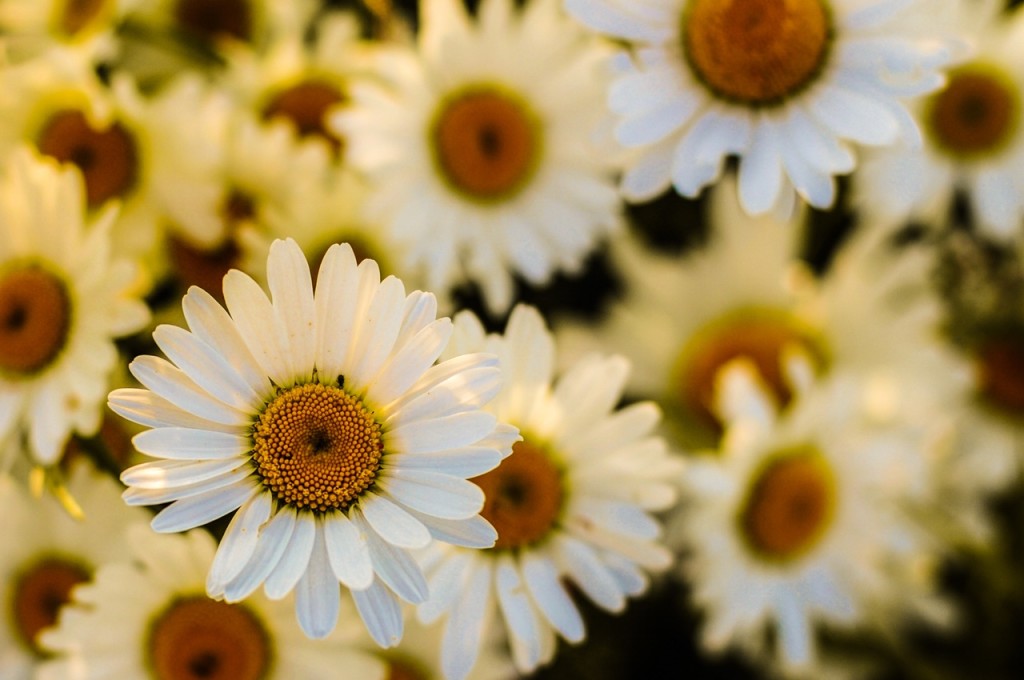 flowers-marguerites-oxeye-daisies