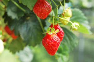 6 Cheap Fruits to Grow in Watford for Spring