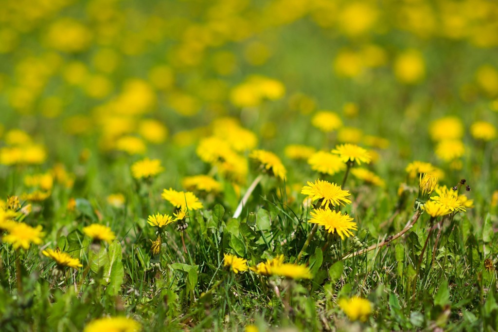 dandelions-932115_1280