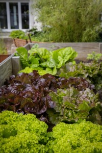Cheap raised beds for planting vegetables in your garden