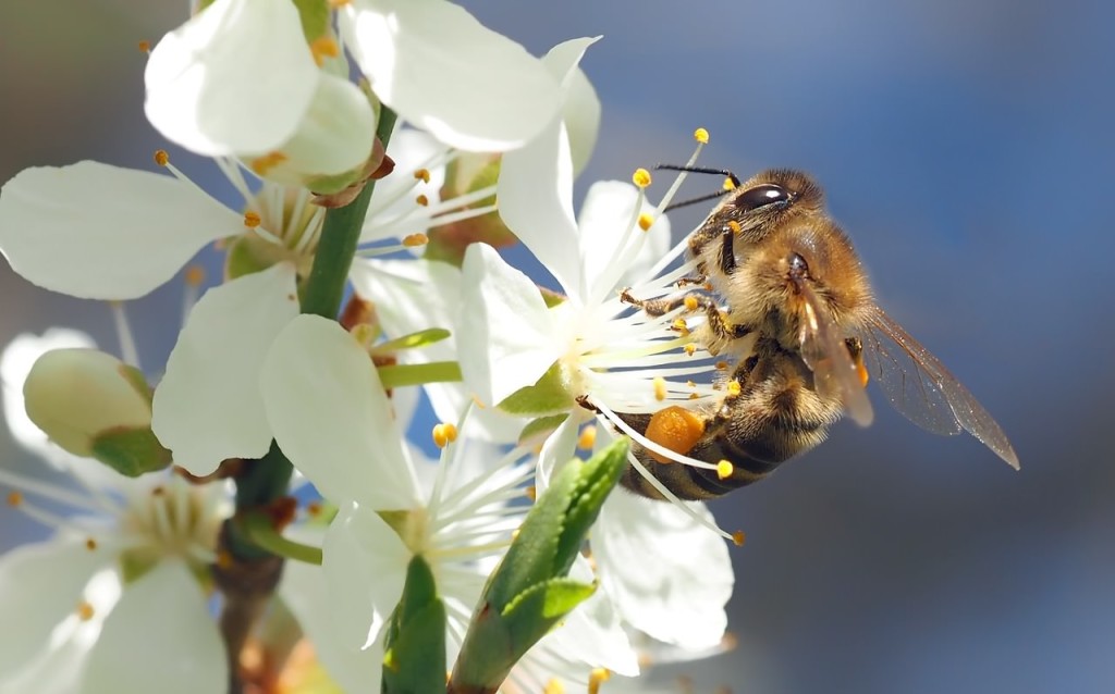 Honey bees feeding from a flower in a garden.