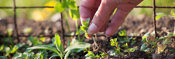 removing weeds by hand in a garden