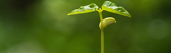 Green sprout growing from seed