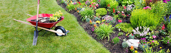 Garden work being done transplanting celosia