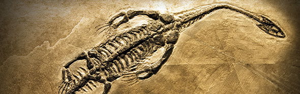 Fossil