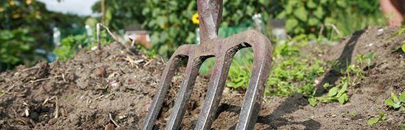 shot of digging at allotment on a bright summers day