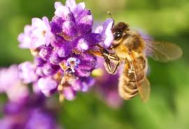 Tips on How to Attract Bees to your Garden