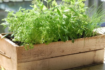 Easy Tips on Growing a Herb Garden