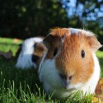 How to Take Care of Your Lawn in March