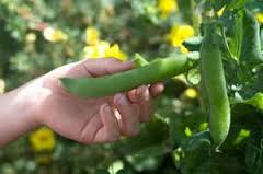 6 Cheap Vegetables to Grow For Spring