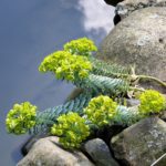 Steps to Help You Spring Clean Your Garden Pond
