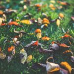 What to Be Aware of for Your Autumn Lawn Care
